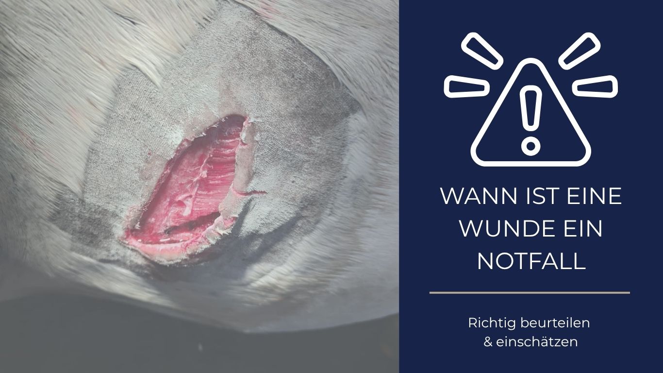 Wunde beim Pferd: Wann ist eine Verletzung ein Notfall?