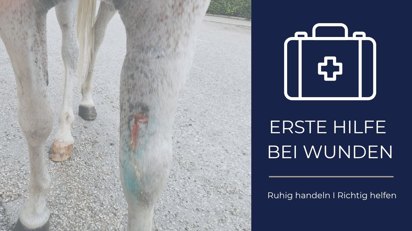 Erste Hilfe bei Wunden beim Pferd: Was tun, bis der Tierarzt da ist?