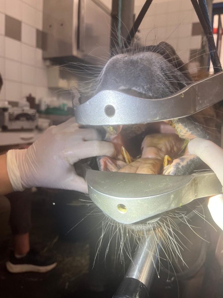 Spitze Zacken im Pferdemaul