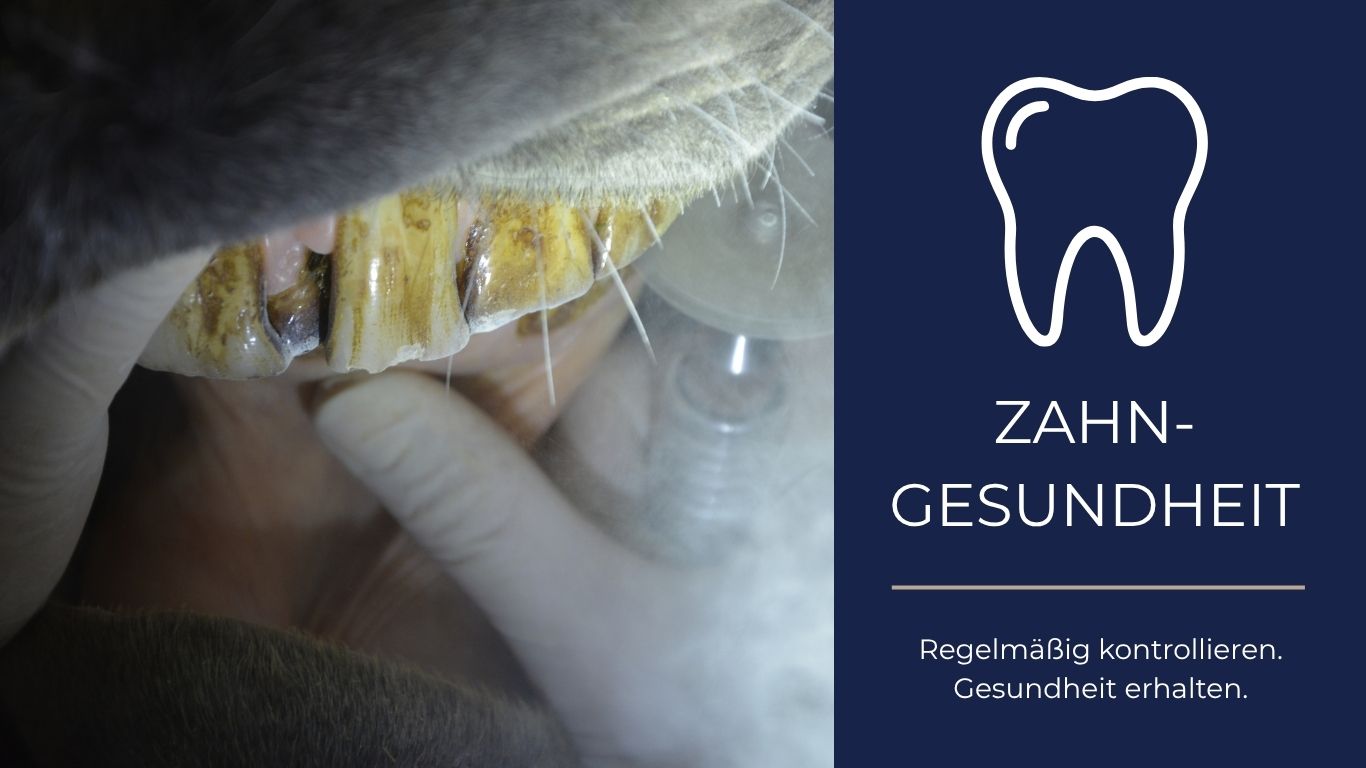 Zahngesundheit beim Pferd: Warum regelmäßige Zahnkontrollen wichtig sind