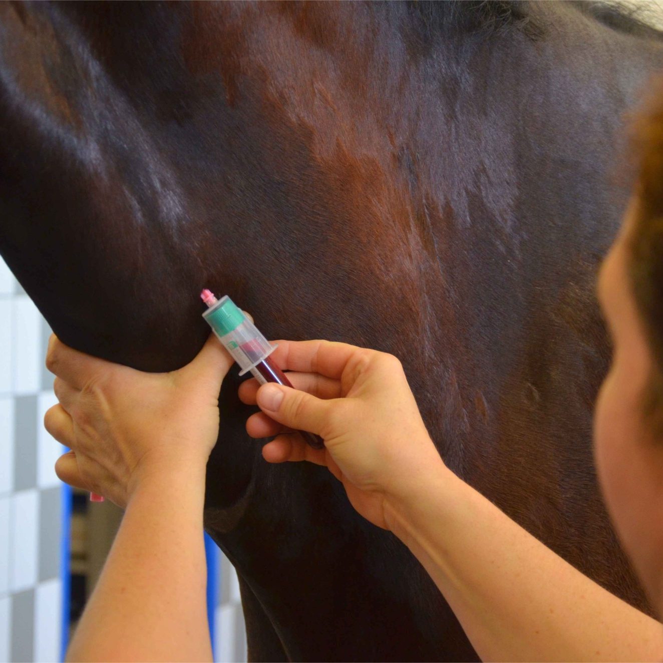 Gezielte Diagnostik für Pferde Tierärztliche Blutentnahme bei einem Pferd als Teil der gezielten Diagnostik in der Pferdeklinik Pill