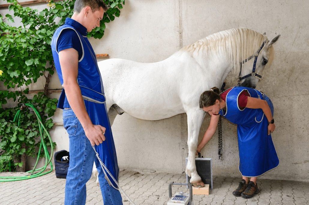 Team der Pferdeklinik Pill behandelt ein weißes Pferd im Rahmen der mobilen Fahrpraxis direkt am Stall